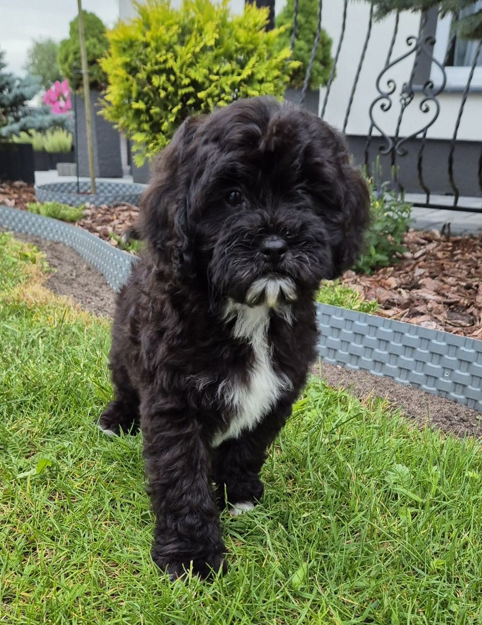 Shihpoo Samiec gotowy do odbioru