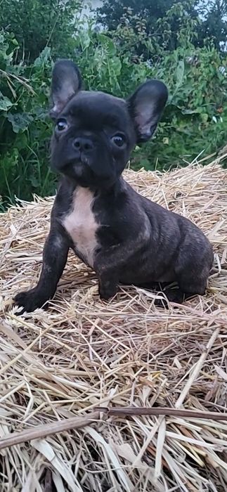 Французький бульдог. Дівчинка. Міні розмір.