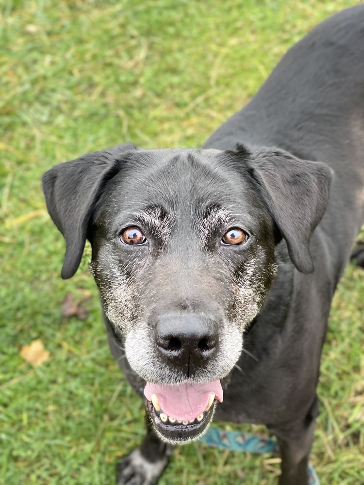 Ksena - sunia w typie labradora do adopcji