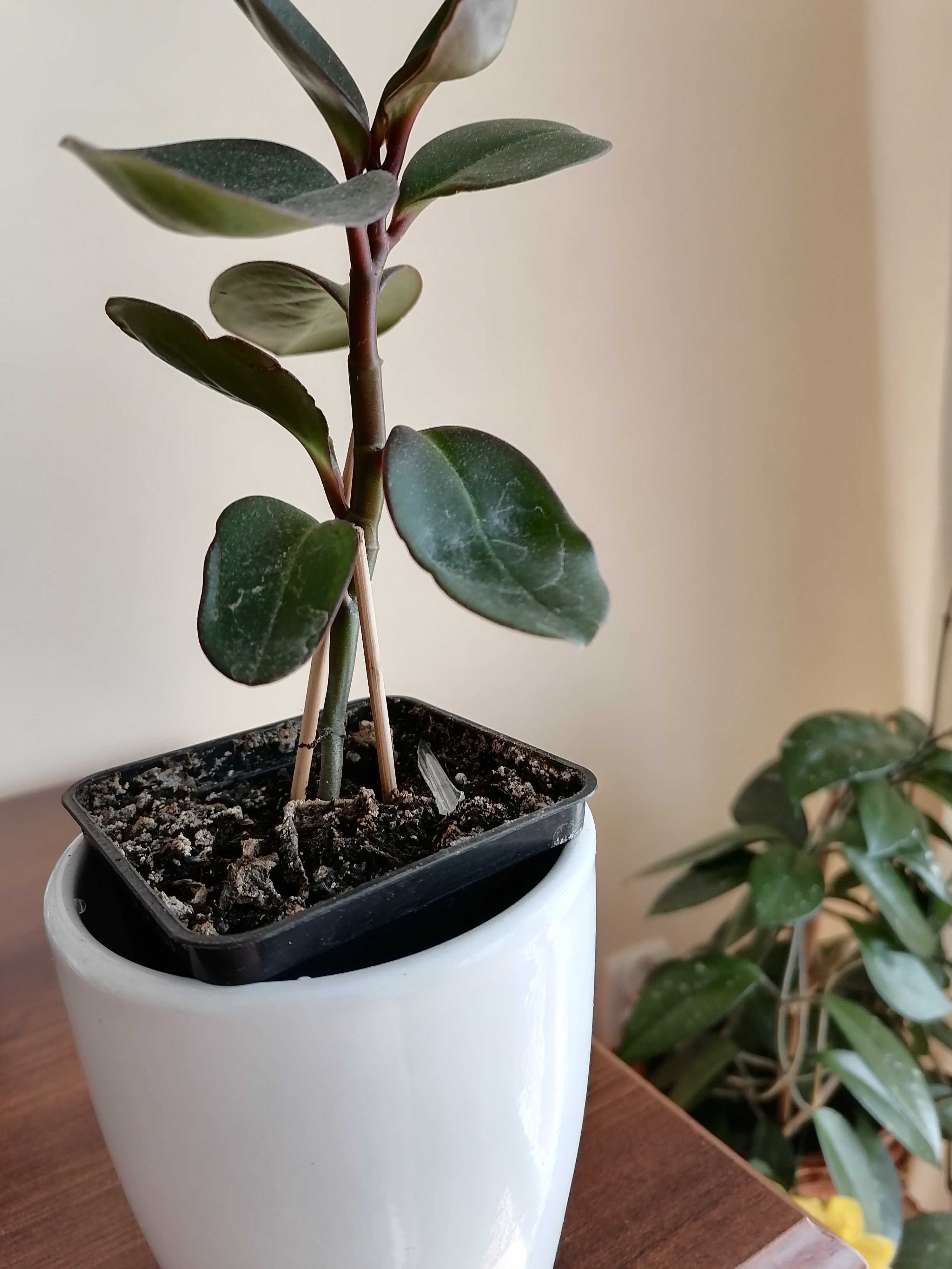 Peperomia abtusifolia - kwiatek doniczkowy