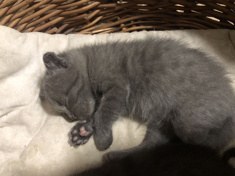 Котики висловухі