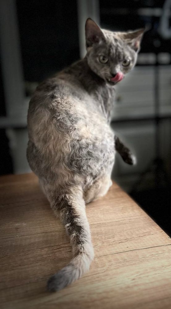 Devon rex  oferta majówkowa .kotka ur 15.08.2023 gr krwi A