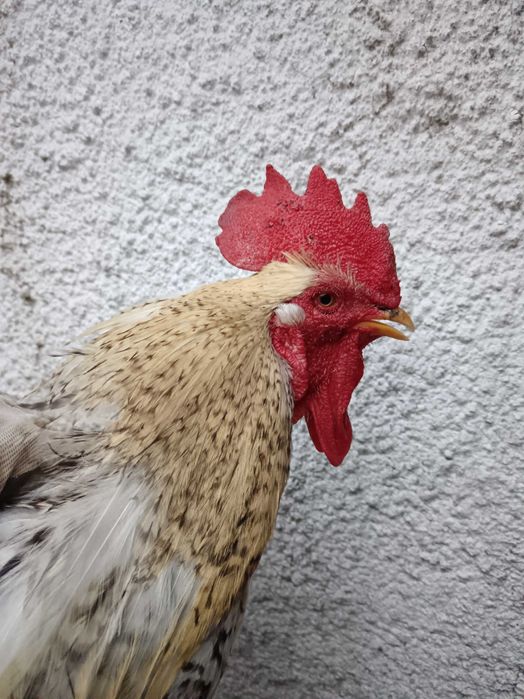 Galo para venda criado ao ar livre