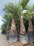 Palma Washingtonia robusta – piękna
