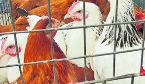 Kury Rosa mlode nioski z własnej FERMY DROBIU z wolnego wybiegu.DOWÓZ.