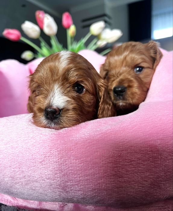 Cavapoo suczka - pudel & cavalier