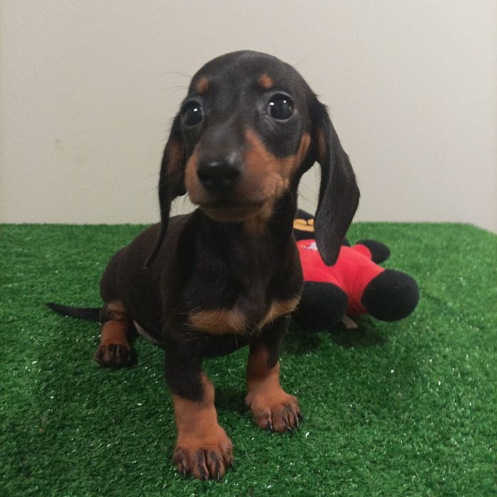 Suczka jamnik czarny podpalany