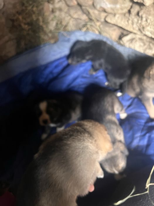 Цуценята в добрі руки