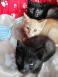 Oláá..Somos lindos gatinhos, para adoção responsável, e muito carinho.
