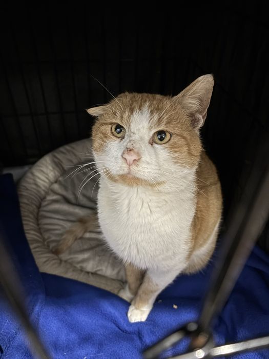 Miś kocurek JOGI prosi o domek