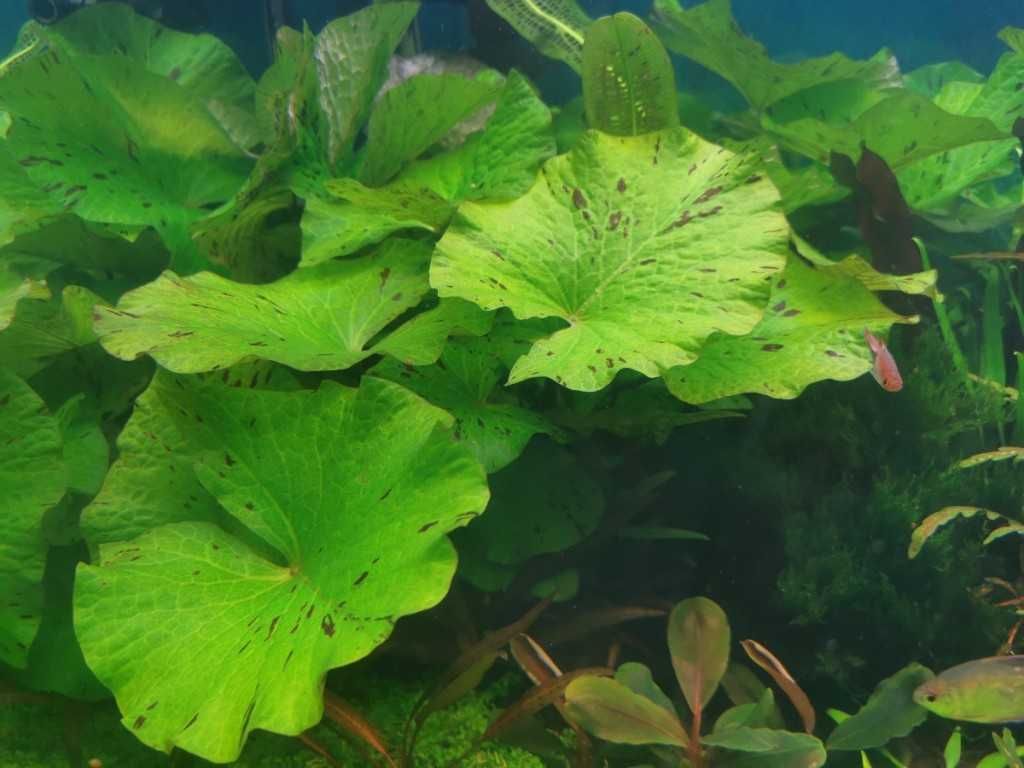 Эхинодорус, растения в аквариум анубиас, нимфея,  криптокорины, бакопа