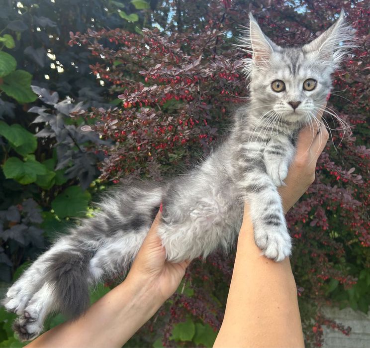 Alice , kotka Maine Coon linia Shaded