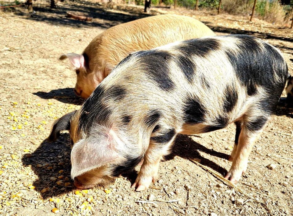 Leitões Kune Kune Jovens (15 de Agosto de 2025)