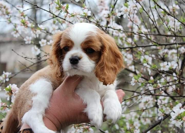 Cavalier King Charles Spaniel szczeniak sunia super piesek