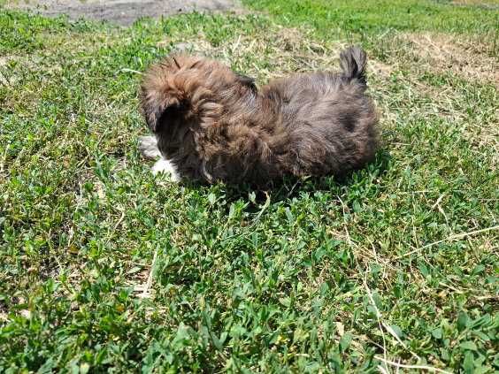 Sunia rasy shih tzu gotowa do zmiany domu