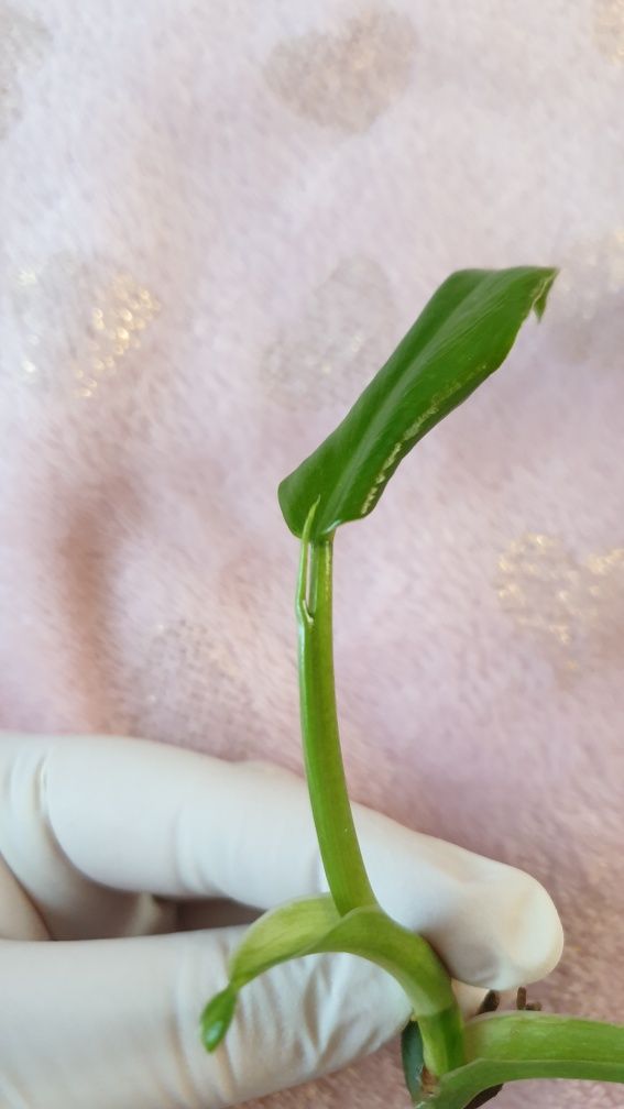 Philodendron Domesticum Variegata