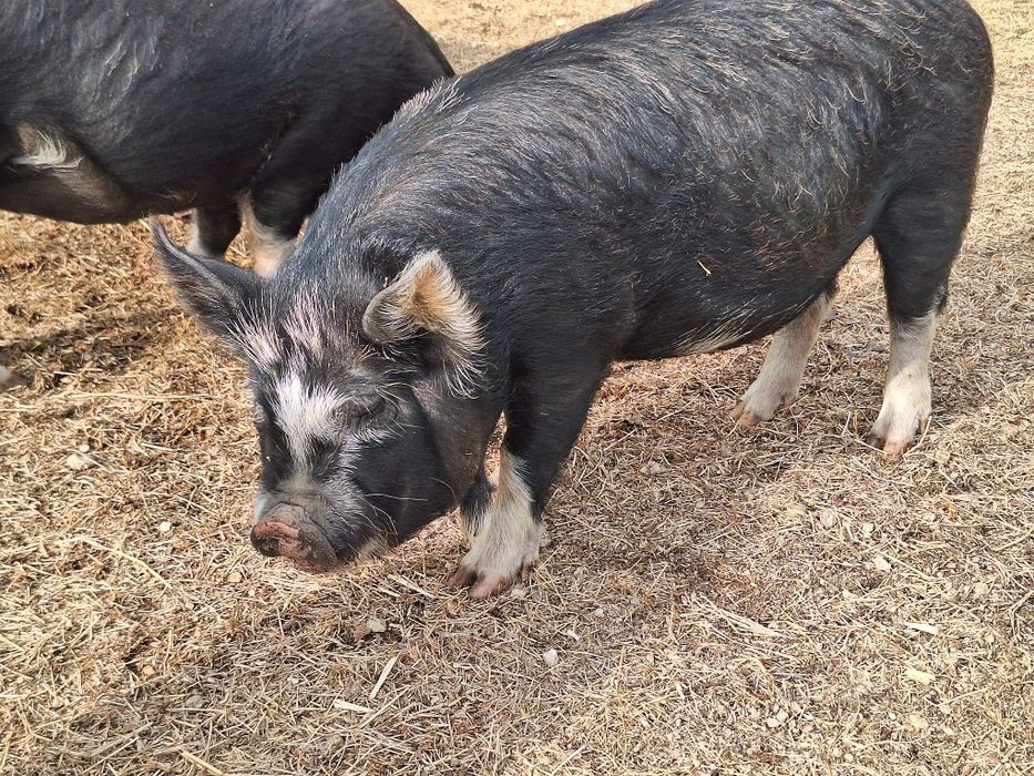 Porcos Kunekune casal