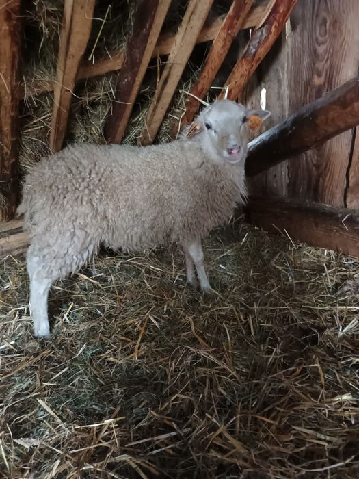 Baran  berrichon du cher