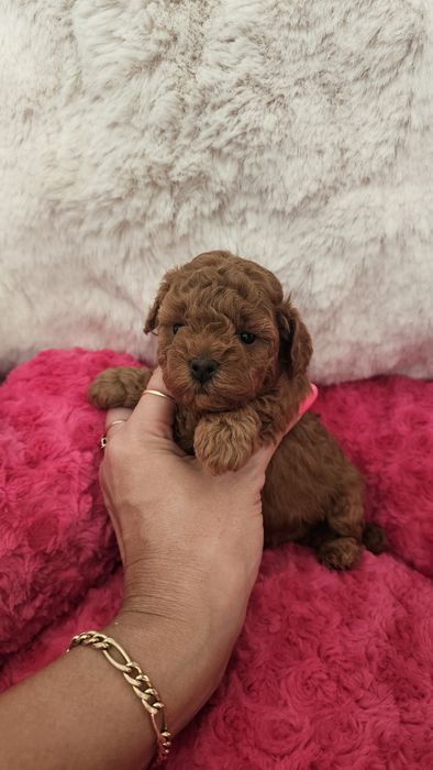 Pudel Miniaturowy Red sunia pakiet badań genetycznych!!