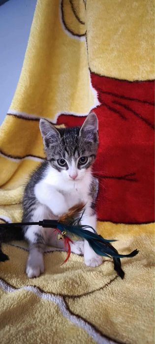 Leoś poleca sie do adopcji