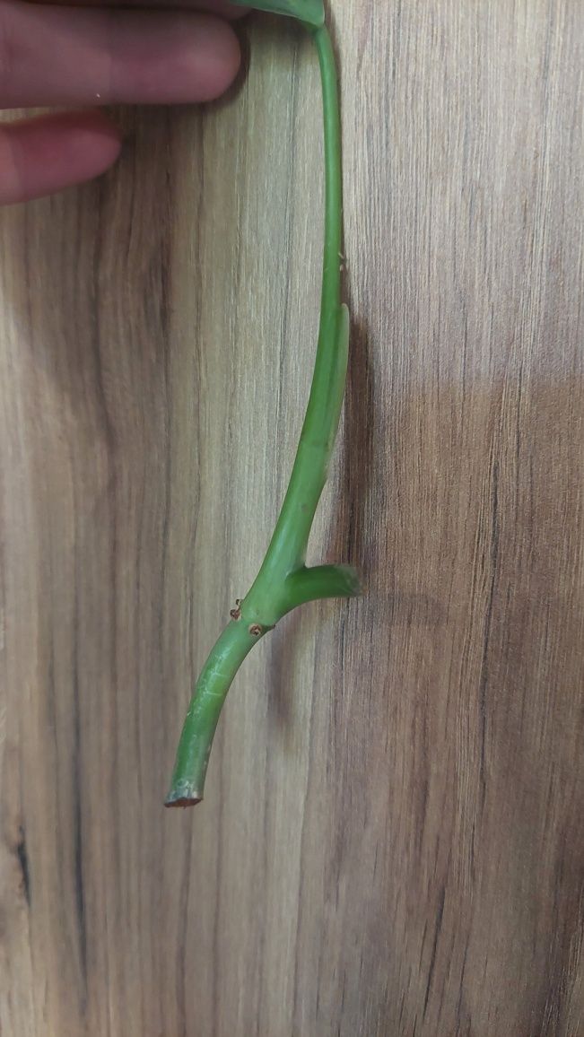 Philodendron Mexicanum
