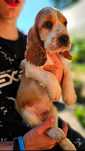 Cocker Spaniel Angielski - piesek cudowne umaszczenie Orange Roan