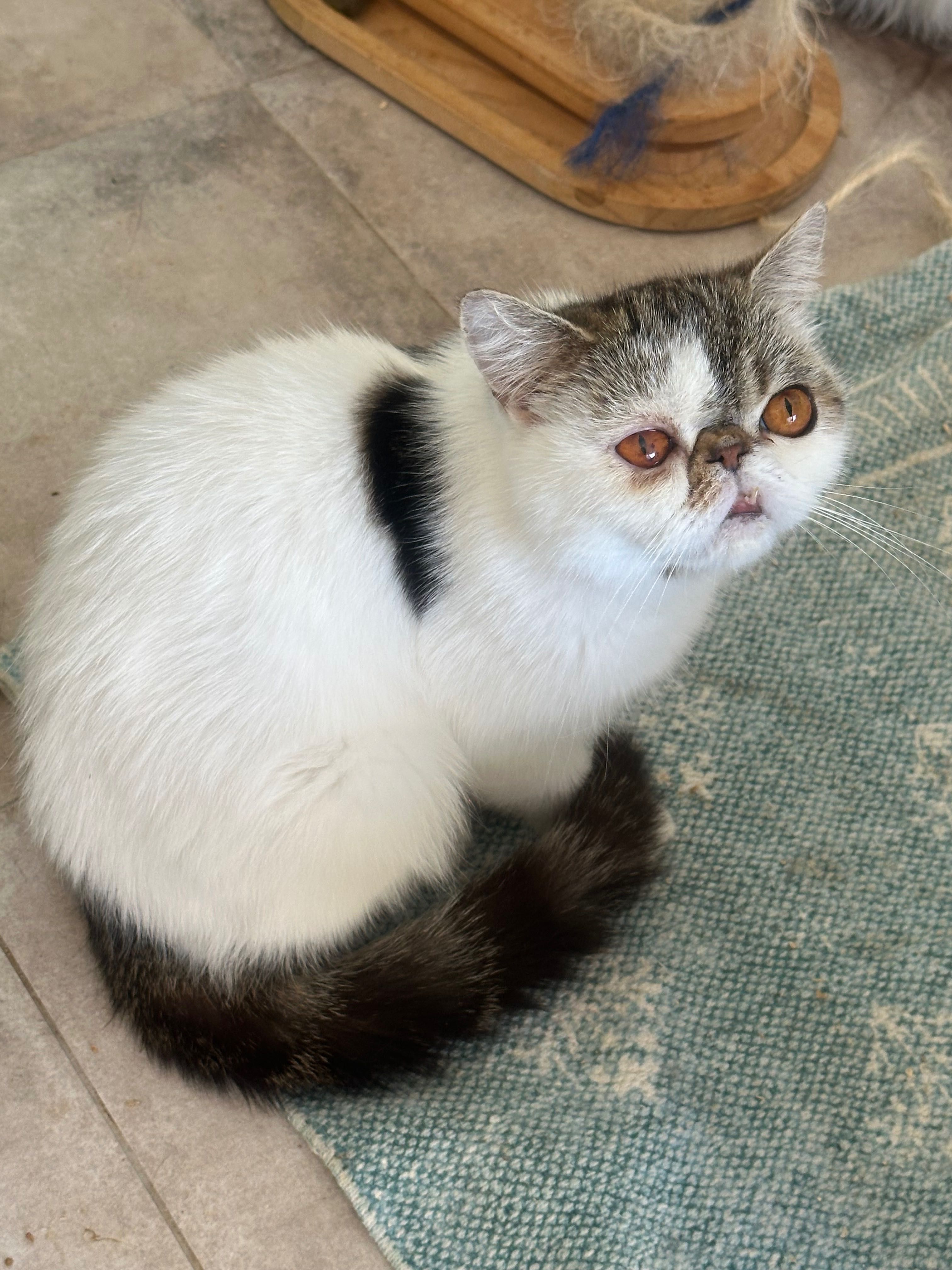 Gata exotica Arlequim tabby preta