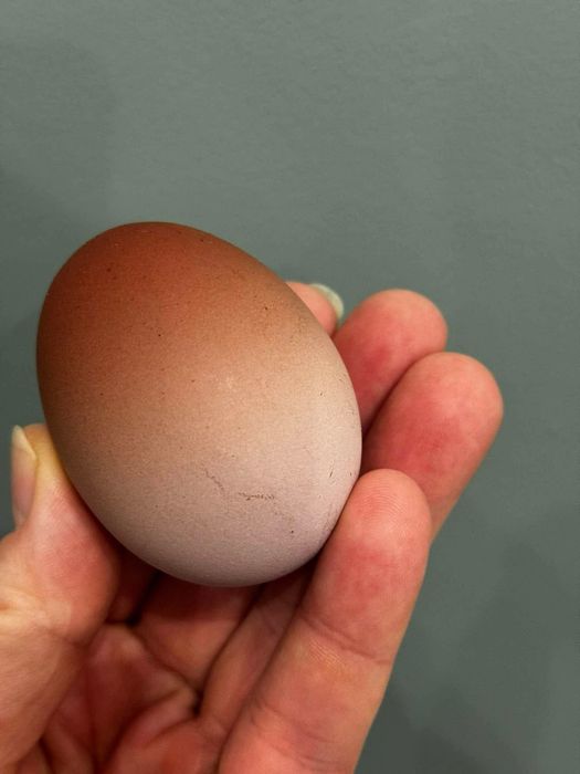 Jaja legowe kur z wolnego wybiegu, mix