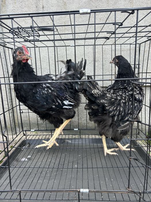 Kogut Barnevelder srebrny