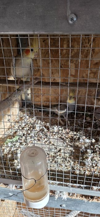 Sprzedam parke nimfy