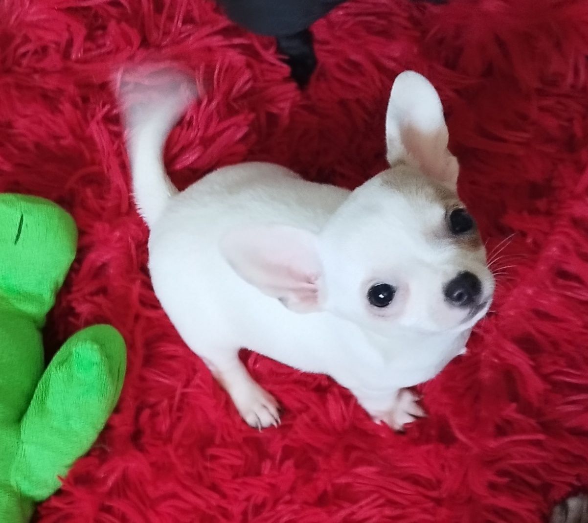Chihuahua miniaturowa sunia