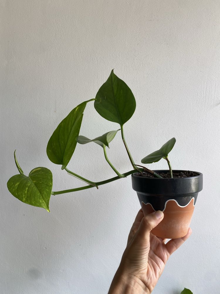 Golden Pothos - planta jiboia em vaso terracota decorado