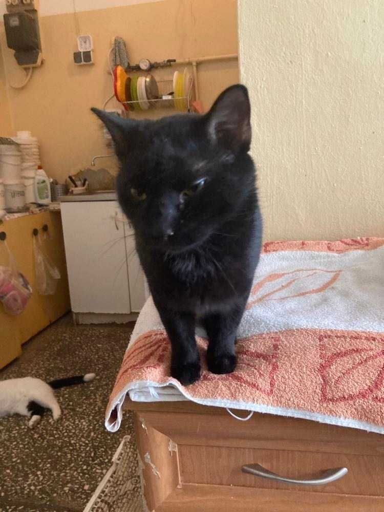 Cudowna kotka MASZKA szuka cudownego domu dla siebie