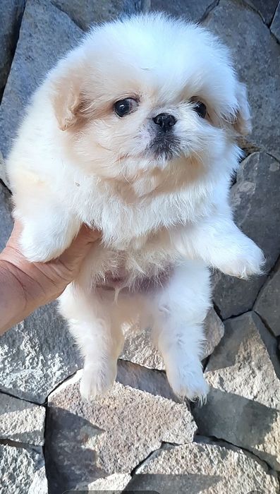 Беленькие красавчики