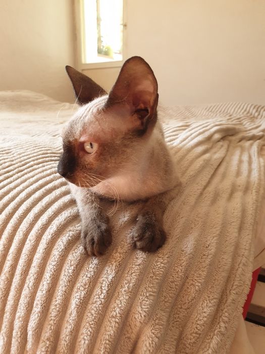 Канадський сфінкс велюрова дівчинка