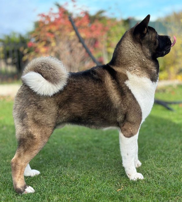 Akita amerykańska FCI