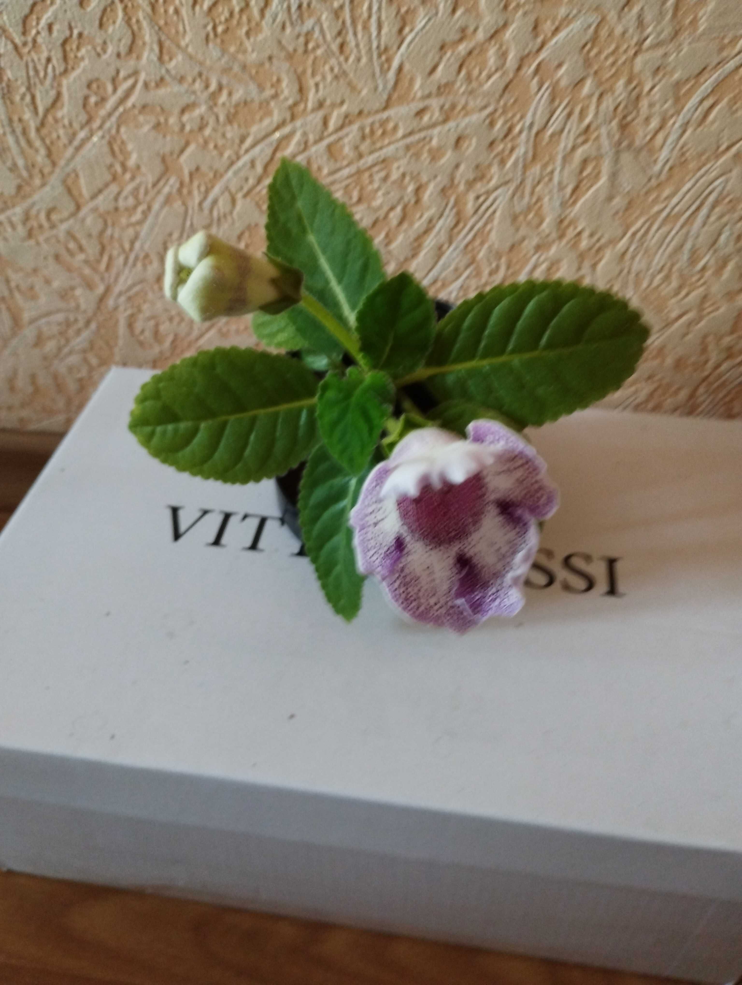 глоксинии, сорта разные