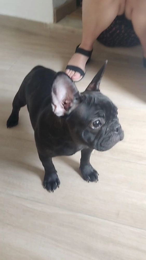 Bulldog francês  femea.