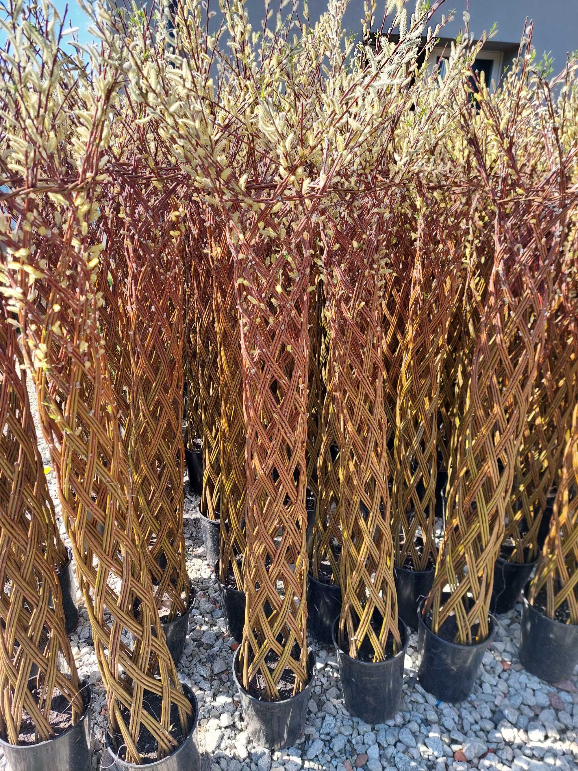 Wierzba Pleciona Salix americana 180cm