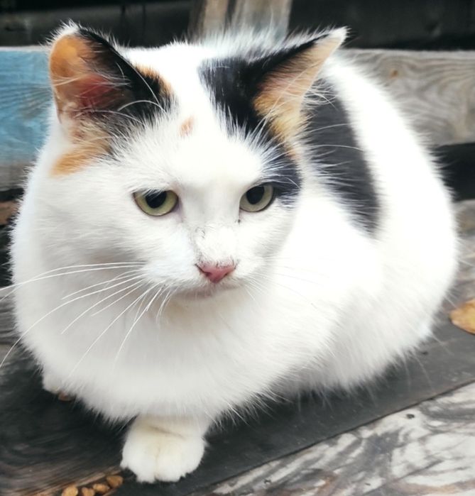 Шикарна стерилізована кішечка молоденька