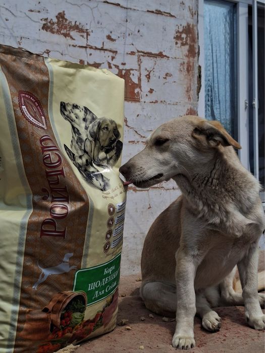 Куколка шукає родину