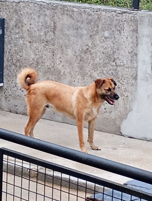 Cão para adoção super meigo