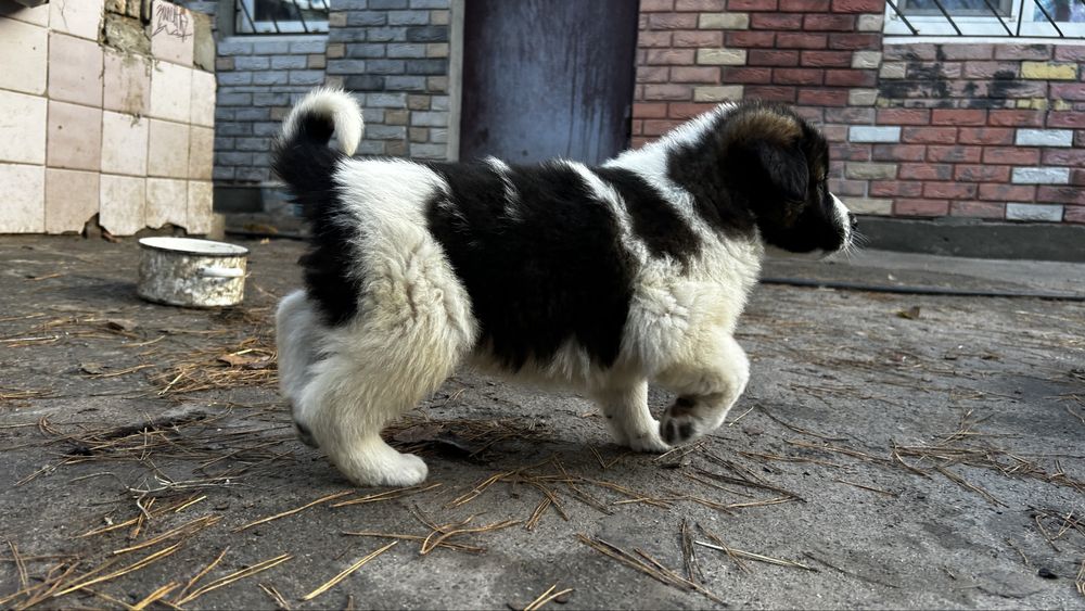 Щенки московской сторожевой, щенок московская сторожевая, цуценята