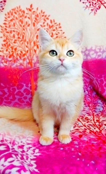 Чарівна зеленоока дівчинка шотландочка красунечка