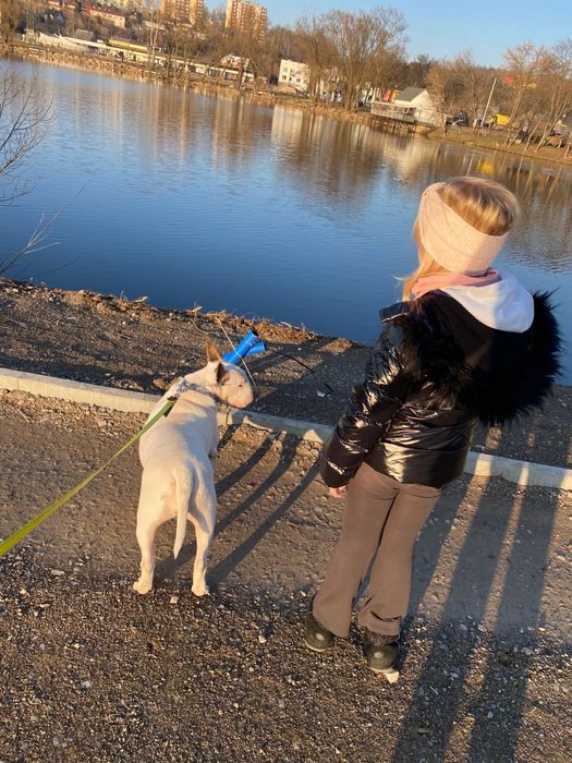 Oddam bulteriera – przyjazny pies szuka domu