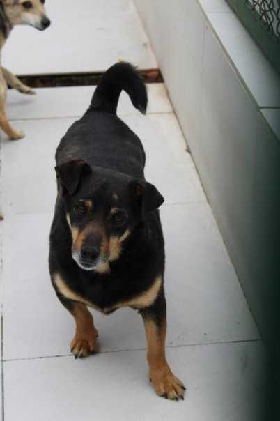 088928 Kobi do adopcji