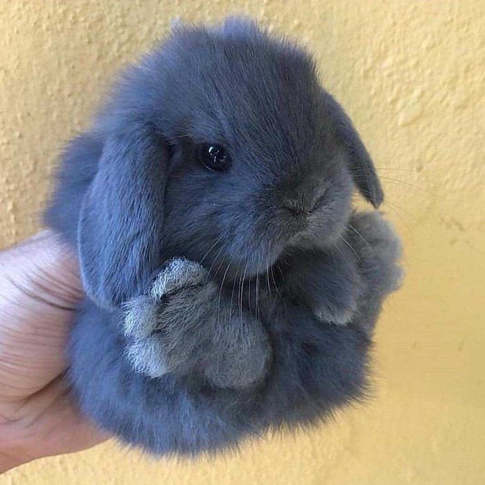 КРОЛИКИ. Малыши - Мини. Разные. Ручные. есть КЛЕТКИ.