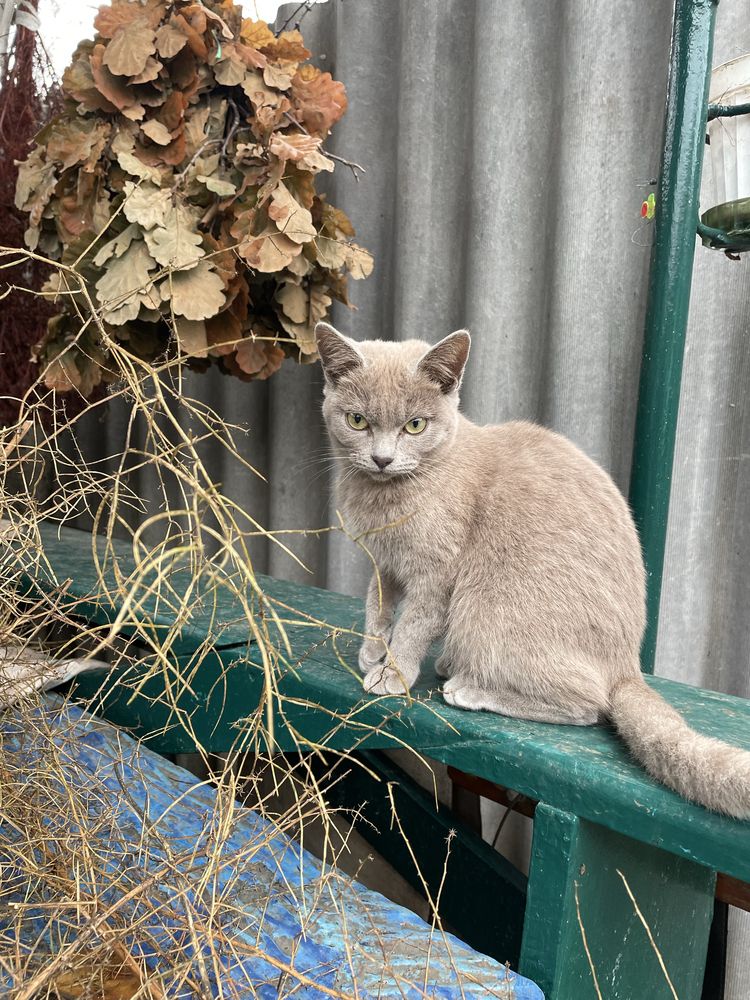котенок Луна, метис британки и ориентала, 8 мес