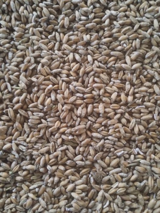 Pszenżyto ozime trapero z tego roku