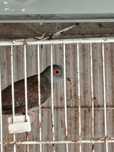 Aves rolas diamante